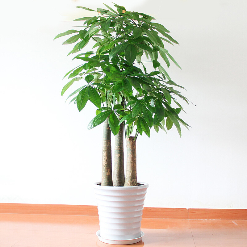 三头节节高发财树（总高1.5米左右）《售》